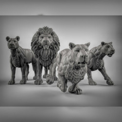 Duncan Shadow - Lions   (2)
