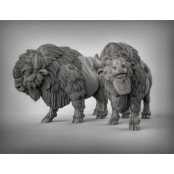 Duncan Shadow - Buffles   (2)