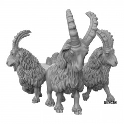 Duncan Shadow - Goats  