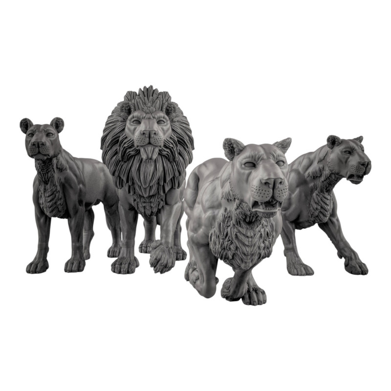 Duncan Shadow - Lions  
