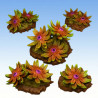 Fantastic Plants & Rocks – Mystic eye Flowers 