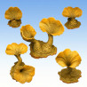 Fantastic Plants & Rocks – Desert Bloom 