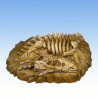 Fantastic Plants & Rocks – T-Rex Fossil 